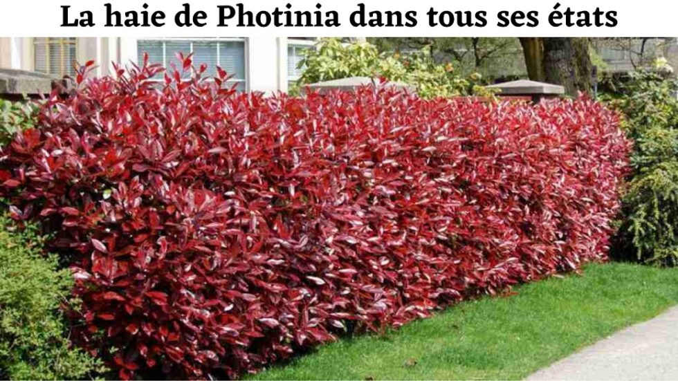 Comment étoffer un photinia ?